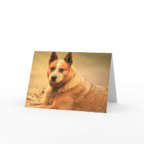 Australian Red Cattle Dog Greeting Card