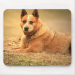 Australian Red Cattle Dog Mouse Pad