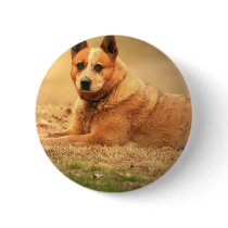 Australian Red Cattle Dog Pin