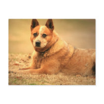 Australian Red Cattle Dog Postcard