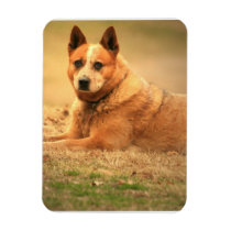 Australian Red Cattle Dog Premium Magnet