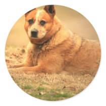 Australian Red Cattle Dog Stickers