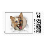 Australian Red Merle Shepherd Bust... - Customized postage