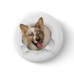 Australian Red Merle Shepherd Busting Out Button