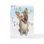Australian Red Merle Shepherd Christmas Cards