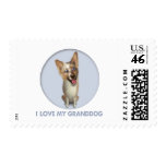 Australian Red Merle Shepherd Granddog Postage