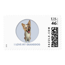 Australian Red Merle Shepherd Granddog Postage