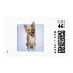 Australian Red Merle Shepherd Stamps