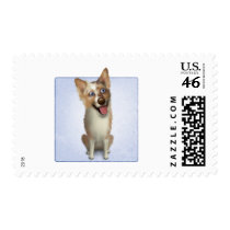 Australian Red Merle Shepherd Stamps