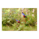 Australian Rosellas posters by Practicaps Australian Rosellas posters