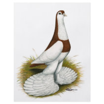 Australian Saddleback Tumbler flyers