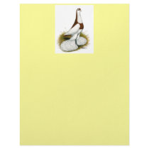 Australian Saddleback Tumbler letterhead