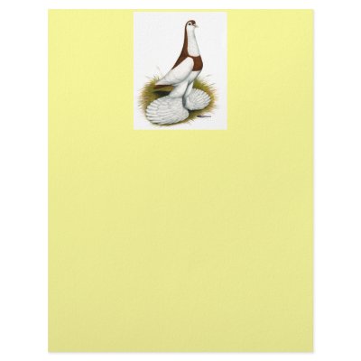 Australian Saddleback Tumbler Letterhead by diane_jacky