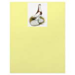 Australian Saddleback Tumbler Letterhead