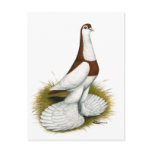 Australian Saddleback Tumbler Postcards
