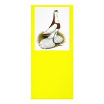Australian Saddleback Tumbler rack cards