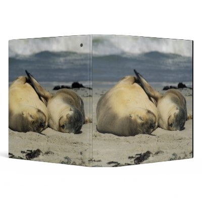 Australian Sea Lions, Neophoca cinerea), 3 Ring Binders by danitadelimont