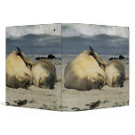 Australian Sea Lions, Neophoca cinerea), 3 Ring Binders