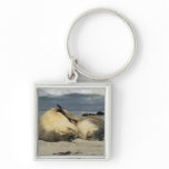 Australian Sea Lions, Neophoca cinerea), Keychain