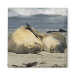 Australian Sea Lions, Neophoca cinerea), Refrigerator Magnets