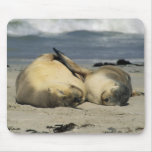 Australian Sea Lions, Neophoca cinerea), Mousepads