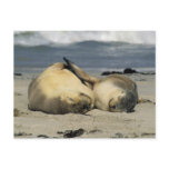 Australian Sea Lions, Neophoca cinerea), Post Card
