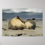Australian Sea Lions, Neophoca cinerea),
