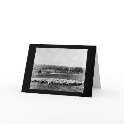 Australian Sheep Station 1902 Card by lc_vintagephotos