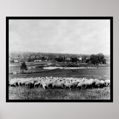 australian sheep station 1902