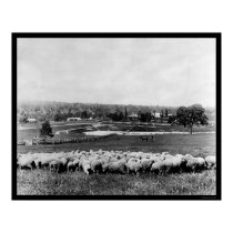 Australian Sheep Station 1902 posters
