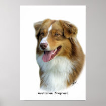 Australian Shepherd 9K4D-16 Print