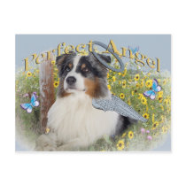 Australian Shepherd angel  Postcard