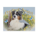 Australian Shepherd angel  Postcard
