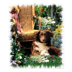 Australian Shepherd Art Print Poster
