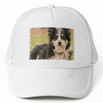 Australian Shepherd Baseball Hat