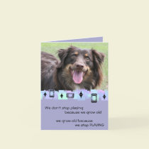 Australian Shepherd Birthday Greetings cards