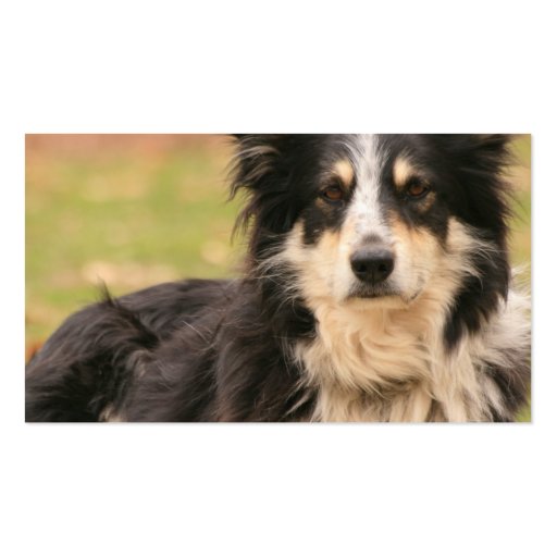 Australian Shepherd Business Card (back side)