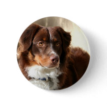 Australian Shepherd button