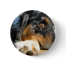 Australian Shepherd Buttons