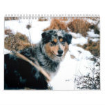 Australian Shepherd Calander Wall Calendars