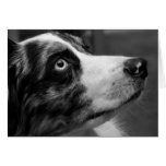 Australian Shepherd Card