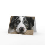 Australian shepherd Card