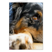 Australian Shepherd Cards