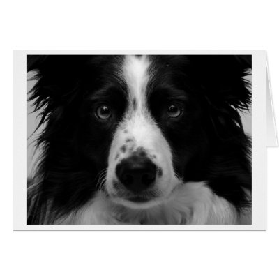 Australian shepherd Card by ashale8