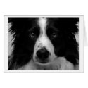 Australian shepherd Card