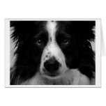Australian shepherd Card