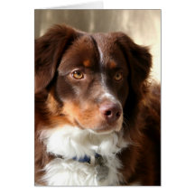 Australian Shepherd Card