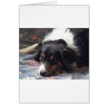 Australian Shepherd Cards