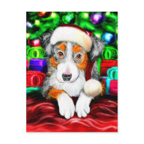 Australian Shepherd Christmas Open Gifts Postcard