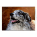 Australian Shepherd Classic Photo Greeting Card cards